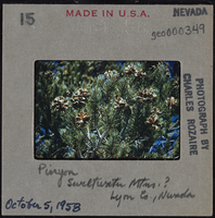 Photographic slide of Pinyon pine tree, Lyon County, Nevada, October 5, 1958