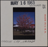 Photographic slide of a tree in Carson City, Nevada, circa early 1960s