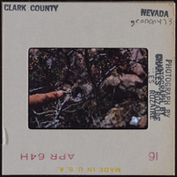 Photographic slide of a nest in Clark County, Nevada, circa 1963-1964