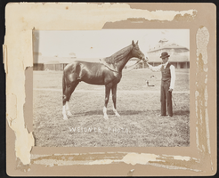 Photograph of a horse belonging to Evelyn Stewart