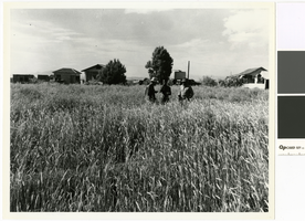 Photograph of Gordon Bettles and unknown men in a rye field on the T & T Ranch, Nevada, 1949