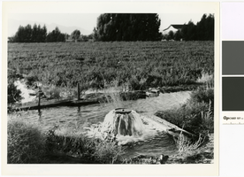 Photograph of an artesian well on the T & T Ranch, Nevada, 1953
