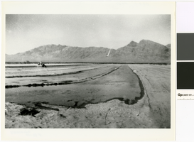 Photograph of irrigated farmland on the T & T Ranch, Nevada, circa 1953