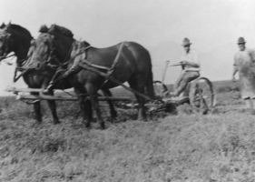 Horse-drawn mowing machine: photographic print