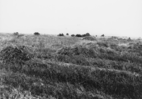 Alfalfa fields and trees: photographic print