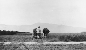 Mowing alfalfa: photographic print