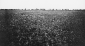 Alfalfa field: photographic print
