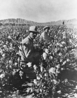 Tom and Ben Ward in cotton field: photographic print