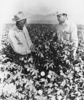 Elmer Bowman and Roland Wiley are pictured in a cotton field on the Manse Ranch, Nevada: photographic print