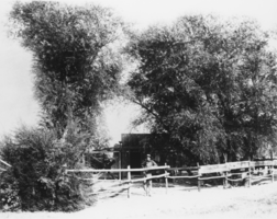 Phi Lee in front of his home at Resting Spring, about 5 miles east of Tecopa, California: photographic print