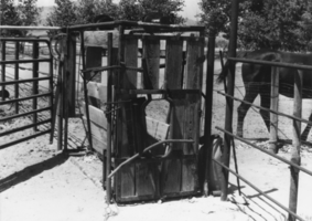 Antique cattle chute: photographic print