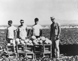 Melons grown on the California side of Roland Wiley's ranch: photographic print
