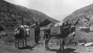 Burros carrying freight in Panamint City, California: photographic print