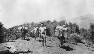 Phillip Lisle, brother of Ralph Lisle, with 3 pack burros heading for a tungsten mine located out of Panamint City, California: photographic print