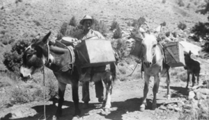 Ralph Lisle with 2 pack burros used to transport supplies and ore to and from his tungsten mine located out of Panamint City, California: photographic print