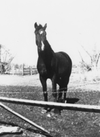 Young stallion named Snit belonging to John Hughes: photographic print