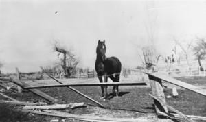 Mustang named Snit corralled on the Pahrump Ranch, Nevada: photographic print