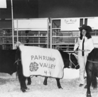 Joyce Ruud shows her steer, Dynamite, at the J.C. Fair in Las Vegas: photographic print