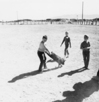 Pahrump 4-H youngsters at a greased pig contest: photographic print