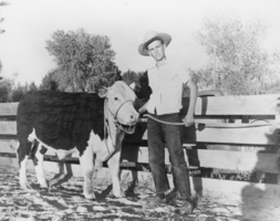 Tim Hafen with a cattle in Mesquite, Nevada: photographic print