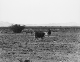Horses and a cow in a pasture on Tim Hafen's property: photographic print