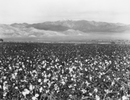 Cotton fields belonging to Tim Hafen: photographic print
