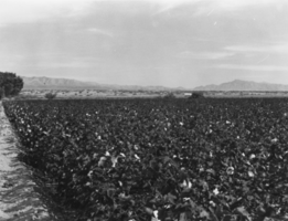 Cotton fields belonging to Tim Hafen: photographic print
