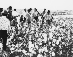 Nevada Farm Bureau staff inspecting cotton fields belonging to Tim Hafen: photographic print