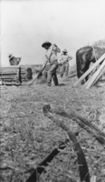 Baling hay at the Resting Spring Ranch near Tecopa, California: photographic print