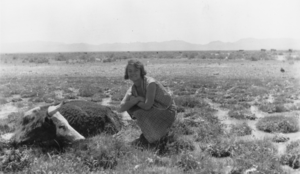 Helen Baird Fallini observing a cow stuck in the mud near Twin Springs, Nevada: photographic print