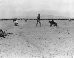 Working cattle on the United Cattle and Packing Company ranch, Nevada: photographic print