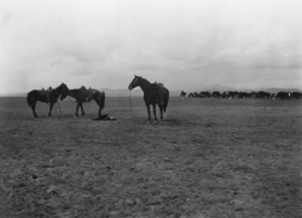 Range at the United Cattle and Packing Company in Nevada: photographic print