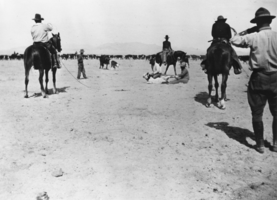 Working cattle on the United Cattle and Packing Company ranch, Nevada: photographic print