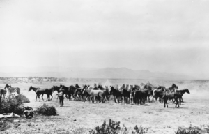 Horses used during the round-up at the United Cattle and Packing Company, Nevada: photographic print