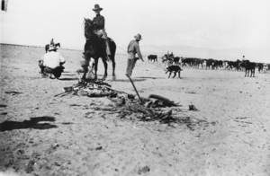 Bringing a calf in on a rope at the United Cattle and Packing Company, Nevada: photographic print