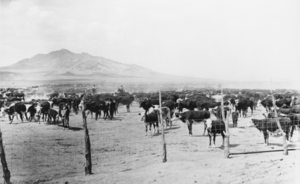 Cattle contained inside a fence at the United Cattle and Packing Company Operations at Pine Creek or Cedar, Nevada: photographic print