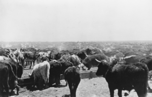 Cattle belonging to the United Cattle and Packing Company, Nevada: photographic print