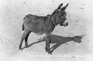 Postcard of burro: photographic print