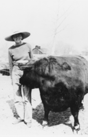 Lois Kellogg with her prize heifer on the Arlemont Ranch, Fish Lake Valley: photographic print