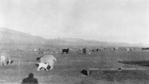 Sheep on the range: photographic print