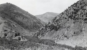 Vicinity of the Wardenot pasture, looking down the canyon, Toiyabe Mountains, Nevada: photographic print