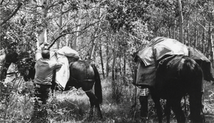 Unloading the pack horses, Wardenot pasture, Nevada: photographic print