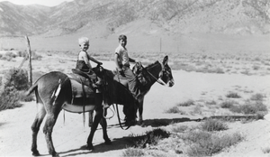 Dick Carver and a friend riding burros: photographic print