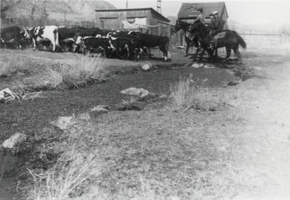 Pete Rogers and Dan Berg moving cattle on the Wine Glass Ranch: photographic print