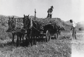 Haying on the Fulton Little Kelsay Ranch, Nevada: photographic print