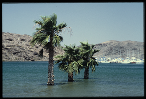 Desert palm trees are surrounded by water near a Lake Mead marina, looking northwest in Lake Mead, Nevada: photographic slide