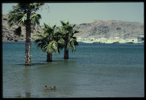 Desert palm trees are surrounded by water near a Lake Mead marina, looking northwest in Lake Mead, Nevada: photographic slide