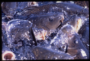 Carp surge for food at a Lake Mead marina in Lake Mead, Nevada: photographic slide
