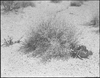 Sage in desert below Boulder City, Nevada: black-and-white photographs