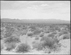 Sagebrush below Boulder City, Nevada: black-and-white photographs